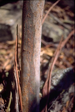 APII jpeg image of Eucalyptus baeuerlenii  © contact APII