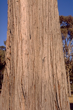 APII jpeg image of Eucalyptus caliginosa  © contact APII