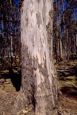 APII jpeg image of Eucalyptus nobilis  © contact APII