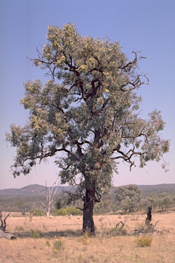 APII jpeg image of Eucalyptus caleyi subsp. ovendenii  © contact APII