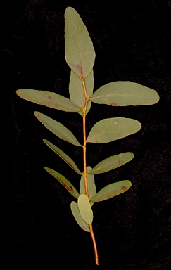 APII jpeg image of Eucalyptus aromaphloia subsp. aromaphloia  © contact APII