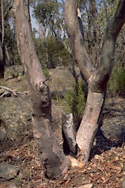 APII jpeg image of Eucalyptus prava  © contact APII