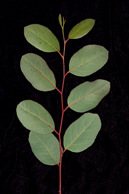 APII jpeg image of Eucalyptus ovata var. ovata  © contact APII