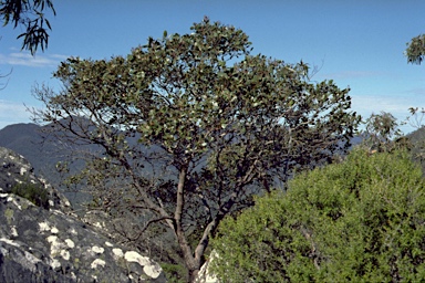 APII jpeg image of Eucalyptus serraensis  © contact APII