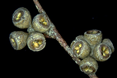 APII jpeg image of Eucalyptus pauciflora subsp. acerina  © contact APII