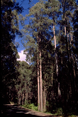 APII jpeg image of Eucalyptus obliqua  © contact APII