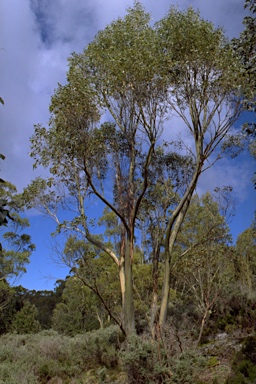 APII jpeg image of Eucalyptus pauciflora subsp. acerina  © contact APII