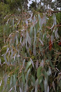 APII jpeg image of Eucalyptus strzeleckii  © contact APII