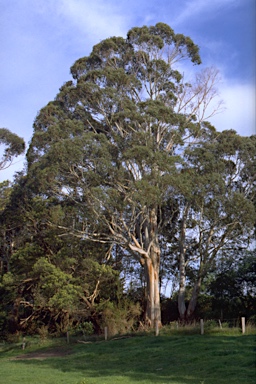 APII jpeg image of Eucalyptus viminalis subsp. viminalis  © contact APII