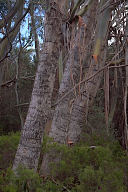 APII jpeg image of Eucalyptus glaucescens  © contact APII