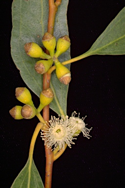 APII jpeg image of Eucalyptus porosa  © contact APII