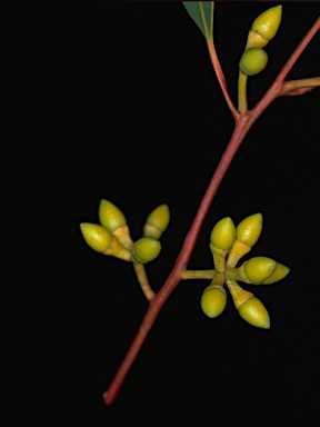 APII jpeg image of Eucalyptus parramattensis subsp. decadens  © contact APII