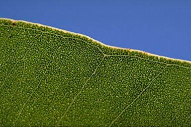 APII jpeg image of Eucalyptus canaliculata  © contact APII