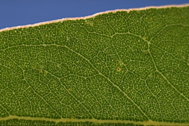 APII jpeg image of Eucalyptus melanophloia subsp. melanophloia  © contact APII