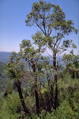 APII jpeg image of Eucalyptus notabilis  © contact APII