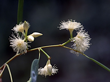 APII jpeg image of Eucalyptus exserta  © contact APII