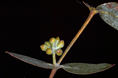 APII jpeg image of Eucalyptus conspicua  © contact APII