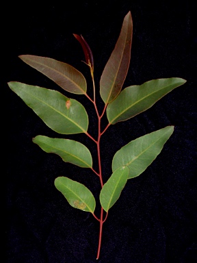 APII jpeg image of Eucalyptus botryoides  © contact APII