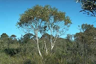 APII jpeg image of Eucalyptus gregsoniana  © contact APII