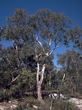 APII jpeg image of Eucalyptus parramattensis  © contact APII