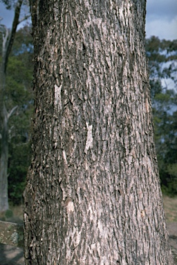 APII jpeg image of Eucalyptus quadrangulata  © contact APII