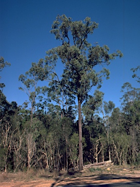 APII jpeg image of Eucalyptus tetrapleura  © contact APII