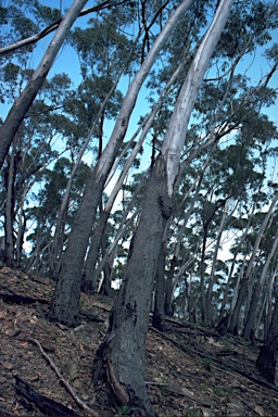 APII jpeg image of Eucalyptus stenostoma  © contact APII