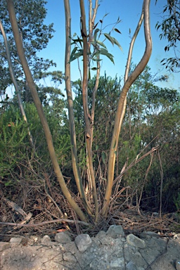 APII jpeg image of Eucalyptus burgessiana  © contact APII