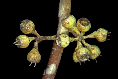 APII jpeg image of Eucalyptus oleosa subsp. oleosa  © contact APII