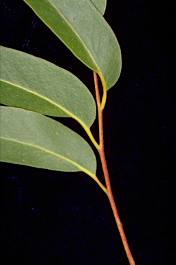 APII jpeg image of Eucalyptus eugenioides  © contact APII