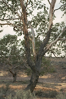 APII jpeg image of Eucalyptus gillii  © contact APII