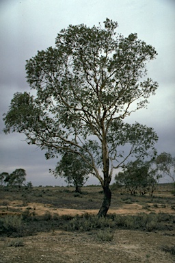 APII jpeg image of Eucalyptus gillii  © contact APII