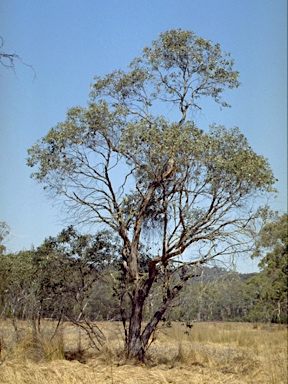 APII jpeg image of Eucalyptus camphora subsp. camphora  © contact APII