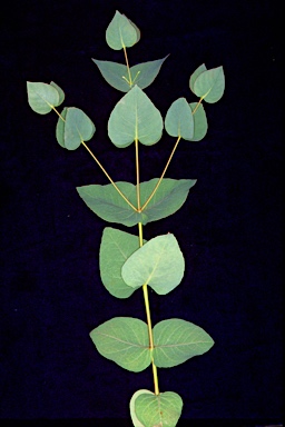 APII jpeg image of Eucalyptus leucoxylon subsp. megalocarpa  © contact APII