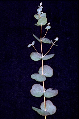 APII jpeg image of Eucalyptus alligatrix subsp. alligatrix  © contact APII