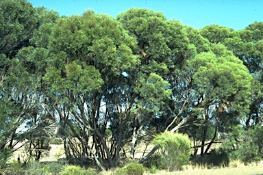 APII jpeg image of Eucalyptus cneorifolia  © contact APII