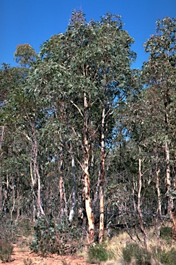 APII jpeg image of Eucalyptus elaeophloia  © contact APII