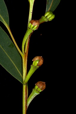 APII jpeg image of Eucalyptus oreades  © contact APII