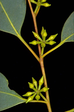 APII jpeg image of Eucalyptus camphora subsp. camphora  © contact APII