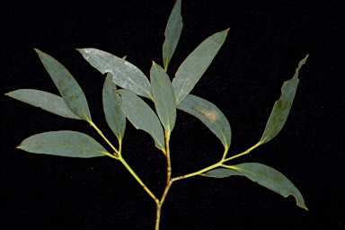 APII jpeg image of Eucalyptus gregsoniana  © contact APII