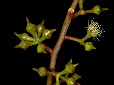 APII jpeg image of Eucalyptus macrorhyncha subsp. cannonii  © contact APII