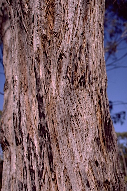 APII jpeg image of Eucalyptus radiata subsp. radiata  © contact APII