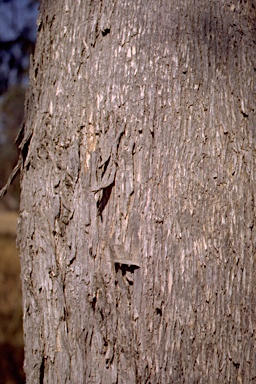 APII jpeg image of Eucalyptus goniocalyx  © contact APII