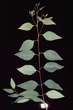 APII jpeg image of Eucalyptus bancroftii  © contact APII