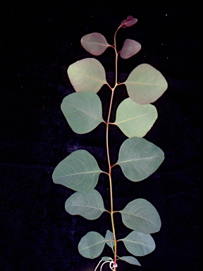 APII jpeg image of Eucalyptus caleyi subsp. caleyi  © contact APII