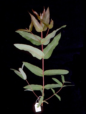 APII jpeg image of Eucalyptus quadrangulata  © contact APII