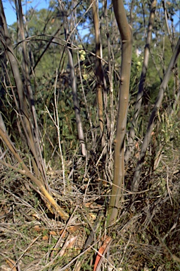 APII jpeg image of Eucalyptus langleyi  © contact APII