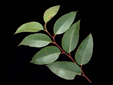 APII jpeg image of Eucalyptus agglomerata  © contact APII