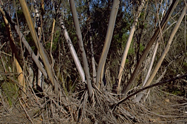 APII jpeg image of Eucalyptus stricta  © contact APII