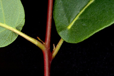 APII jpeg image of Eucalyptus gummifera  © contact APII